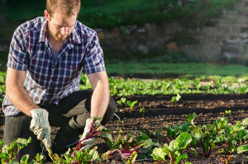 Flower beds and lawn care in a Brondesbury garden