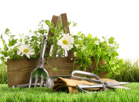 Seasonal lawn treatment in a Brondesbury outdoor space