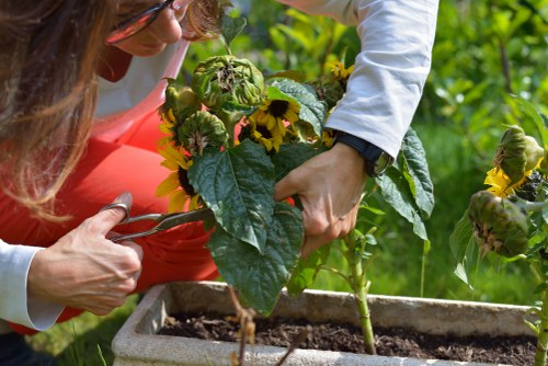Seasonal garden maintenance in a Brondesbury outdoor space