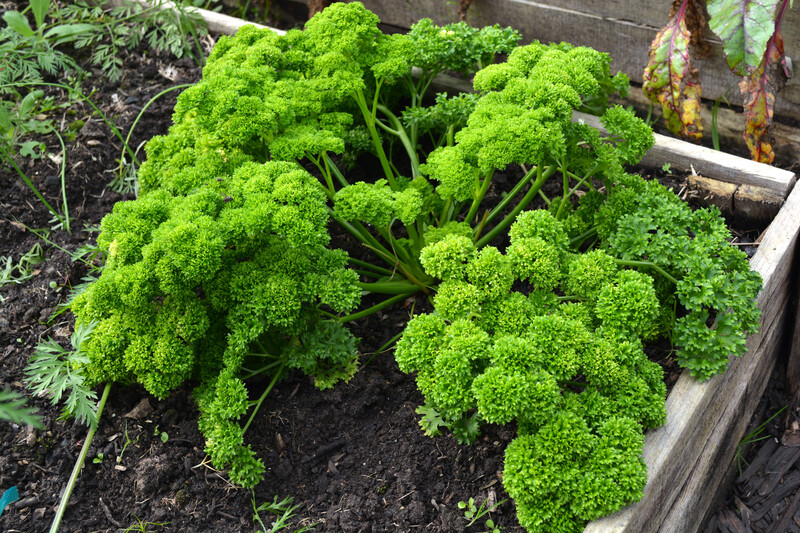 garden maintenance garden care