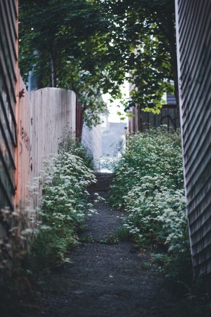A narrow brick alleyway lined with historic stone and brick walls on both sides, with a stone-paved footpath leading towards a large deciduous tree at the end of the alley. The tree has yellow and ora