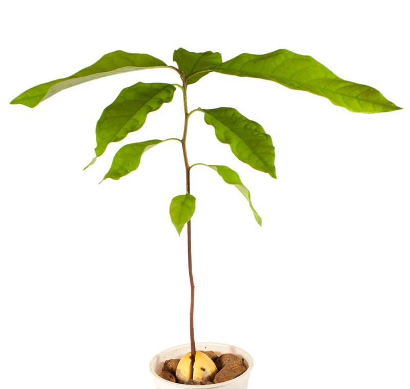 garden design irrigation system