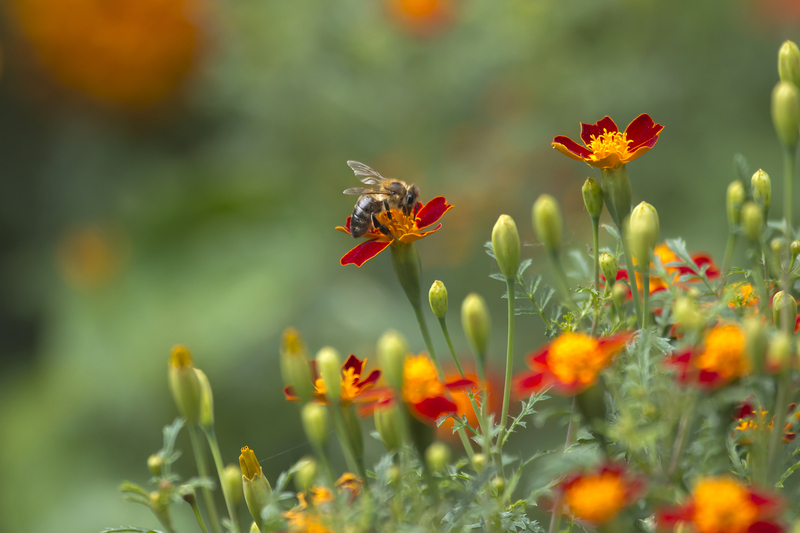 garden care garden